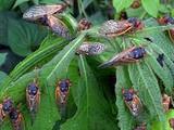 Cicadas Are Coming: How to Prepare Your Home